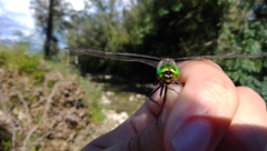 Somatochlora meridionalis