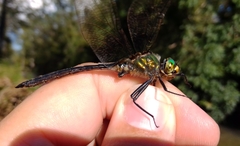 Somatochlora meridionalis