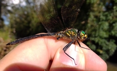 Somatochlora meridionalis