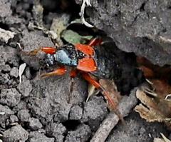 Prostemma aeneicolle