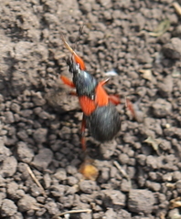 Prostemma aeneicolle