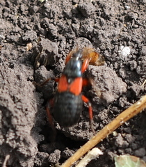 Prostemma aeneicolle