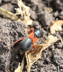 Prostemma aeneicolle