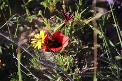 Romulea monadelpha