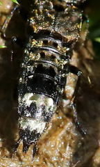 Ontholestes murinus