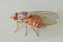 Pseudolyciella