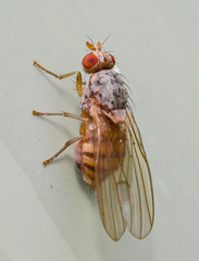 Pseudolyciella