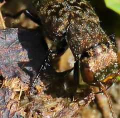 Ontholestes murinus