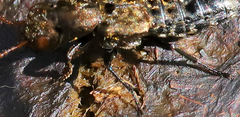 Ontholestes murinus