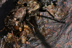 Ontholestes murinus
