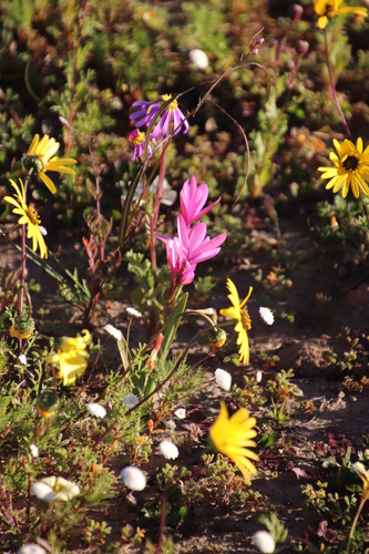 Image of Hesperantha pauciflora by (c) Tony Rebelo, some rights reserved (CC BY-SA)