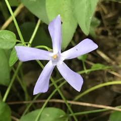 Vinca