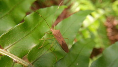 Paradasynus spinosus
