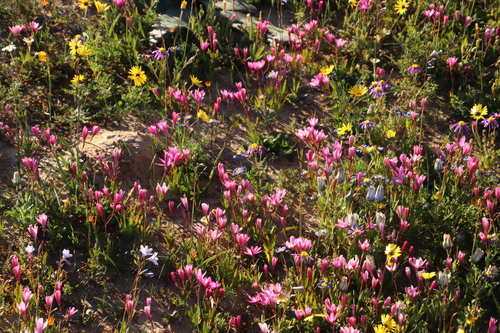 Image of Hesperantha pauciflora by (c) Tony Rebelo, some rights reserved (CC BY-SA)