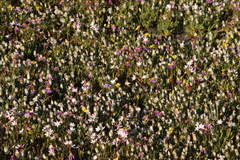 Hesperantha cucullata