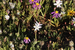 Hesperantha cucullata