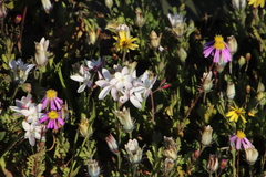 Hesperantha cucullata