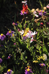 Hesperantha cucullata