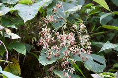 Rubus paniculatus