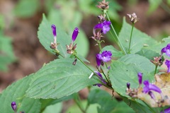 Strobilanthes attenuata
