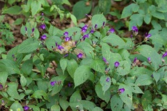 Strobilanthes attenuata