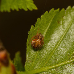 Araneus sturmi