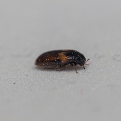 Reesa vespulae