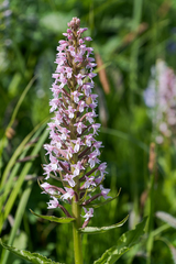 Galearis camtschatica