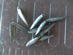 Clupeonella cultriventris