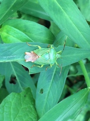 Acanthosoma crassicaudum