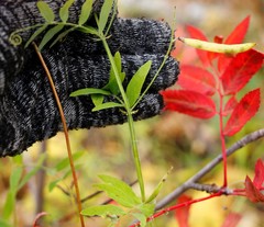 Lathyrus palustris pilosus