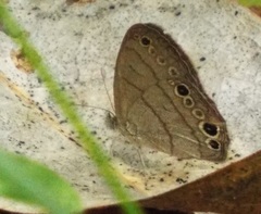Hermeuptychia intricata