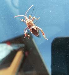 Leptoglossus occidentalis