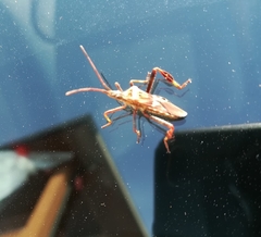 Leptoglossus occidentalis
