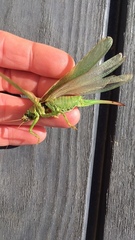 Tettigonia viridissima