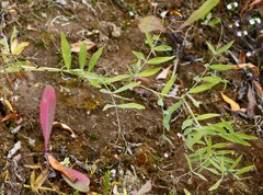 Lathyrus palustris pilosus