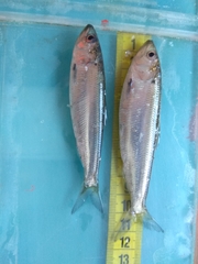 Alosa kessleri