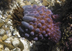 Phlyctenanthus australis