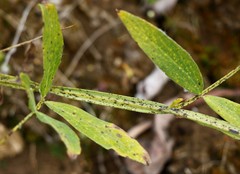 Lathyrus palustris pilosus