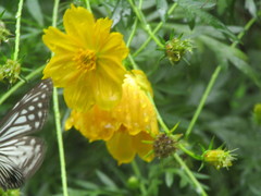 Parantica aglea aglea