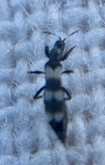 Aeolothrips