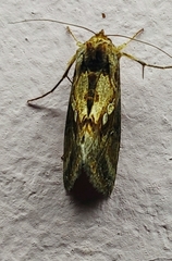 Lepidoptera