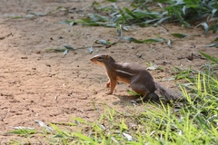 Euxerus erythropus