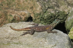 Agama finchi
