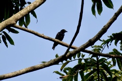 Ploceus nigerrimus