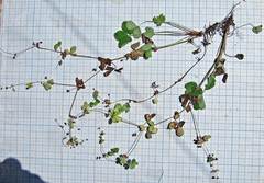 Potentilla centigrana