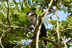 Cercopithecus ascanius