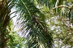 Cercopithecus ascanius