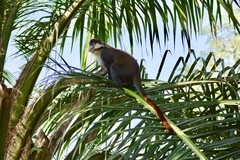 Cercopithecus ascanius