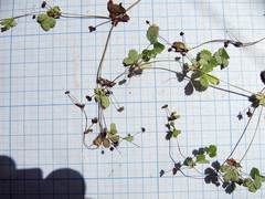 Potentilla centigrana